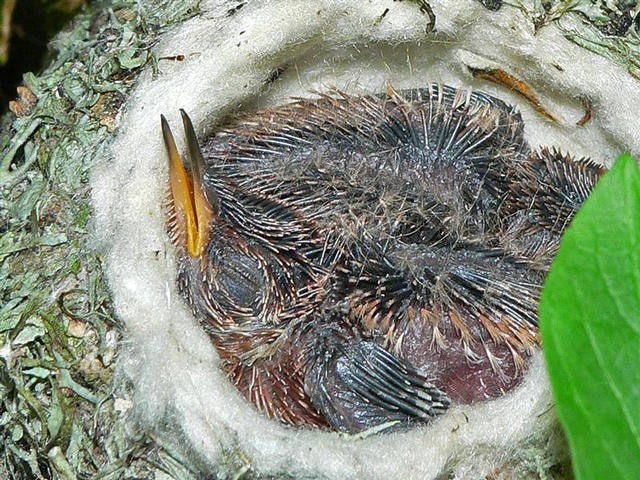 In June, a female hummingbird is busy in the nest. She does it all: lays eggs, incubates them, and broods the babies. The chicks grow inside the egg for 12-14 days before hatching. They are born naked and have eyes closed until about 9 days of age. At 16 days they are 8 times bigger than when they were born. Finally, they fly out of the nest at 21 or 22 days of age. A female may raise two or even three broods in a summer. Photo by V. Stuve