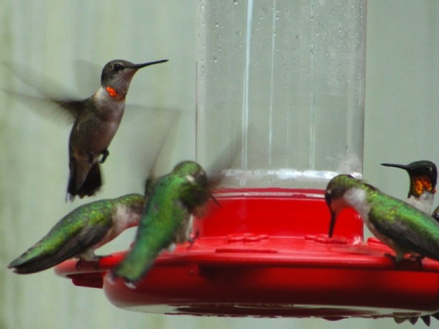 In September adults are still arriving at the Gulf Coast. Breeding activity may still be happening in Southern Ontario, where eggs may be laid until the first week of September. By mid-September, the hummingbirds you are seeing are likely migrants on the move, not your familiar summer residents. Keep your feeders up at least two weeks after you’ve seen your last hummingbird. Stragglers or young juveniles may need more time to grow before leaving. Photo by Harlen Aschen