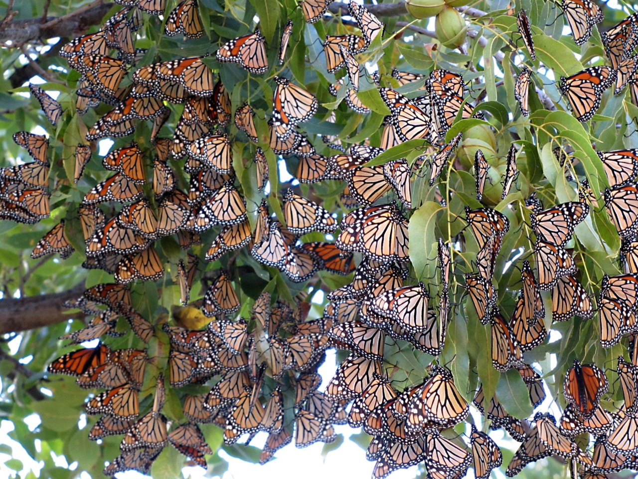 Monarchs migrate alone. They do not travel in flocks the way many birds do. Why do they come together at night and form roosts?