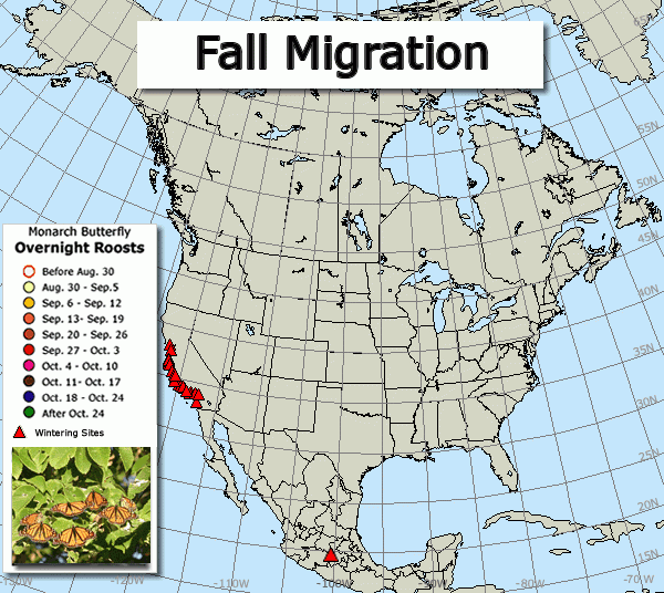 Much of what is known about monarch roosts is based on observations contributed by citizen scientists. The roost map shows where there are large concentrations of monarchs. Week by week, it reveals the fall migration pathways to Mexico, and the pace of the migration.