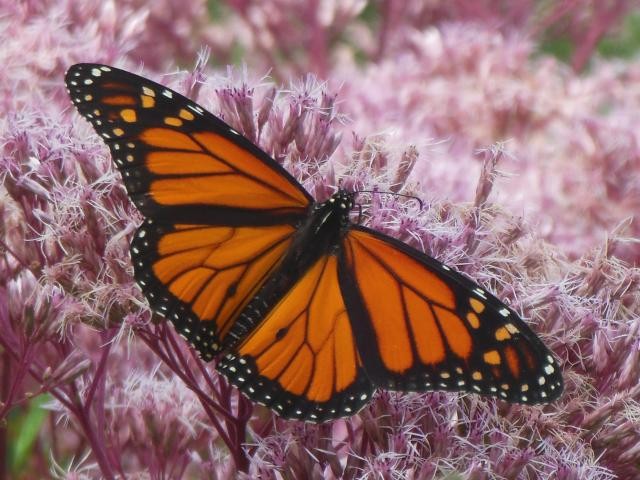 Monarch with new looking wings