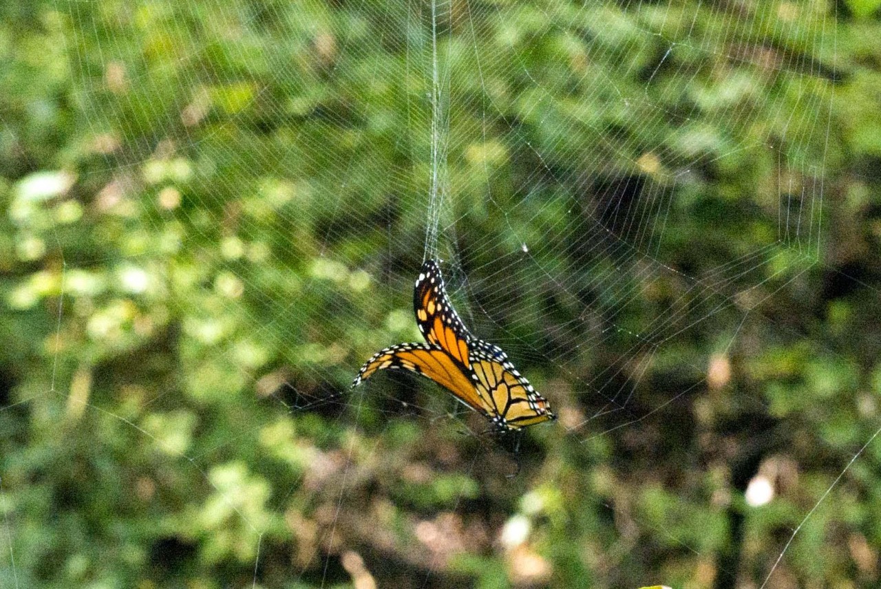 caught in spider web