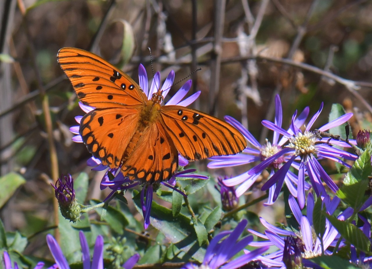 Gulf fritillary butterfly, Agraulis vanillae. (Wings open) Photo by: Don Hunter