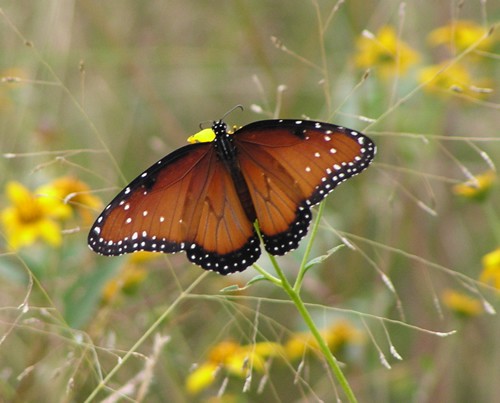 Queen Butterfly, Danaus gilippus. (Wings open) Photo: Journey North