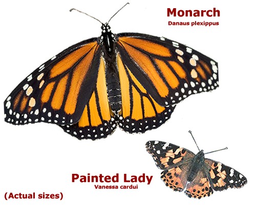 Key to identifying Monarch and Painted Lady Butterflies - Size. Graphic by: Journey North