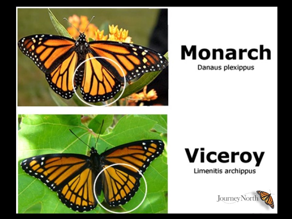 Key to identifying monarchs and viceroys-Wing Patterns. Graphic by: Journey North