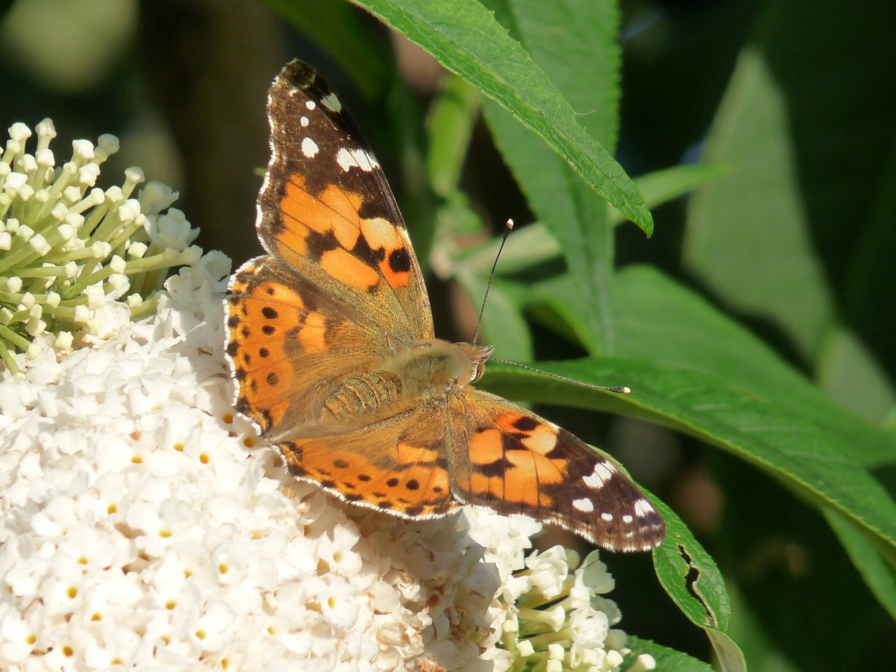 Painted Lady, Vanessa cardui. Photo by: Wikimedia Commons