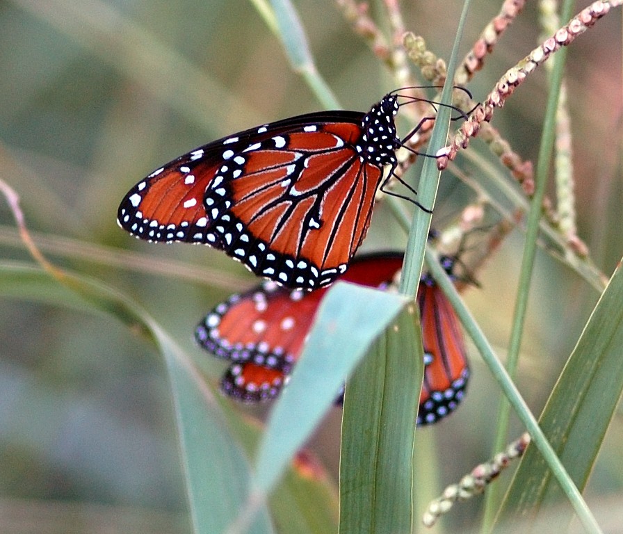 Queen Butterfly, Danaus gilippus. (Wings closed) Photo by: Wikimedia Commons