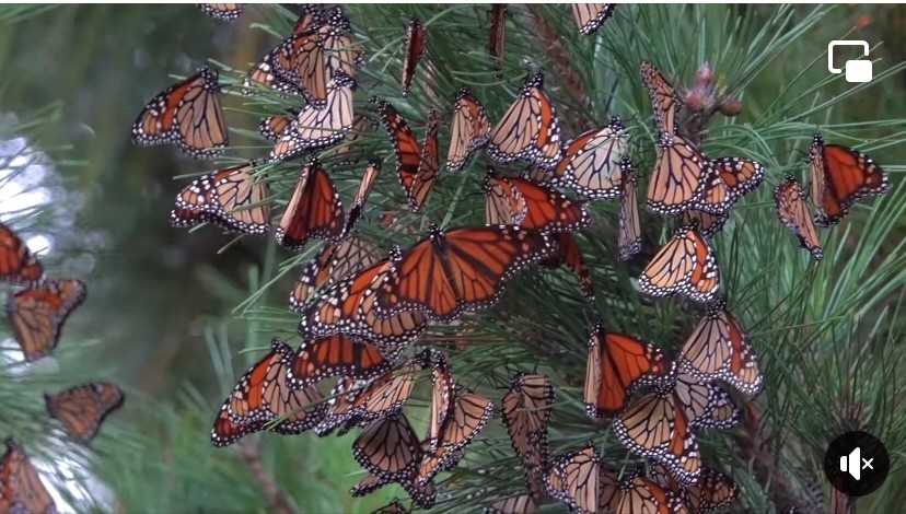 monarch roosts
