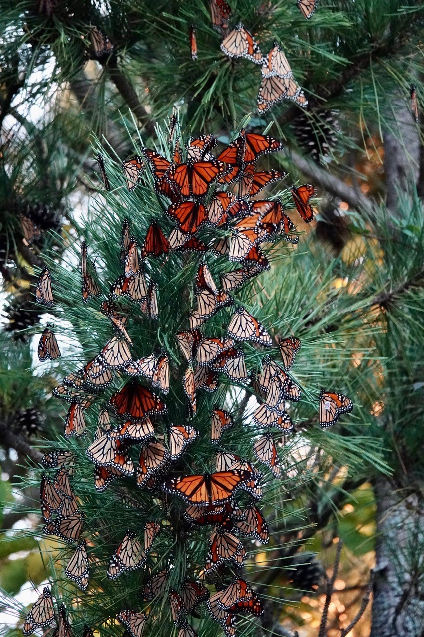 monarch roosts