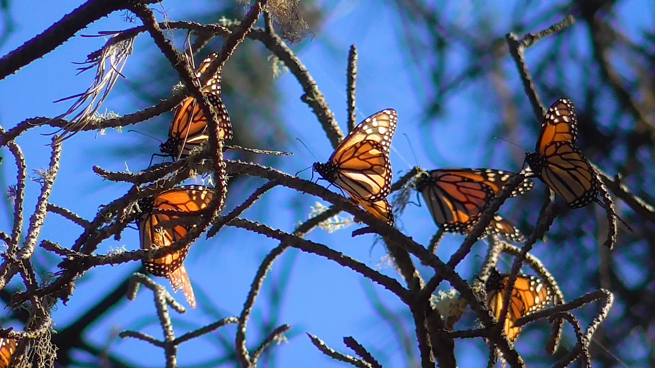 monarchs overwintering in CA