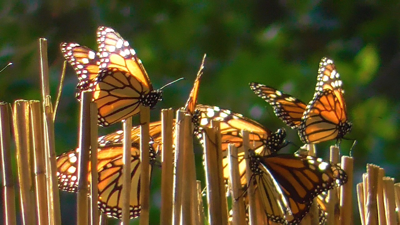 monarch overwintering