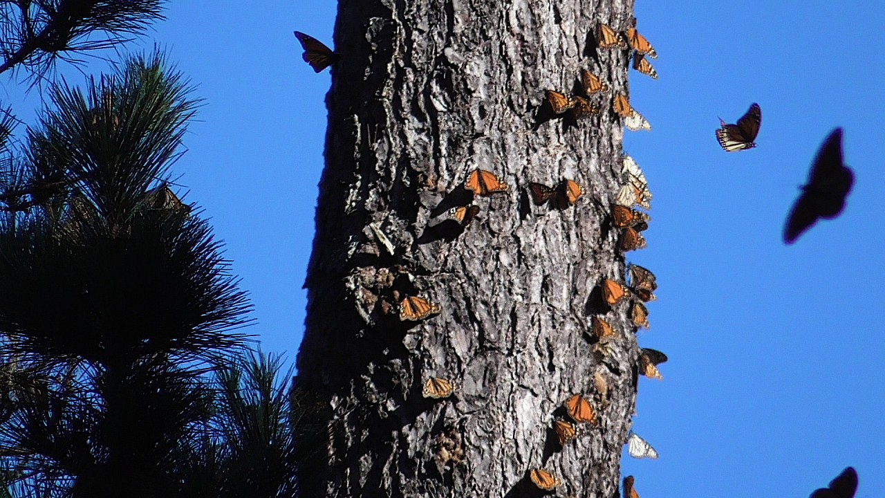 monarch overwintering