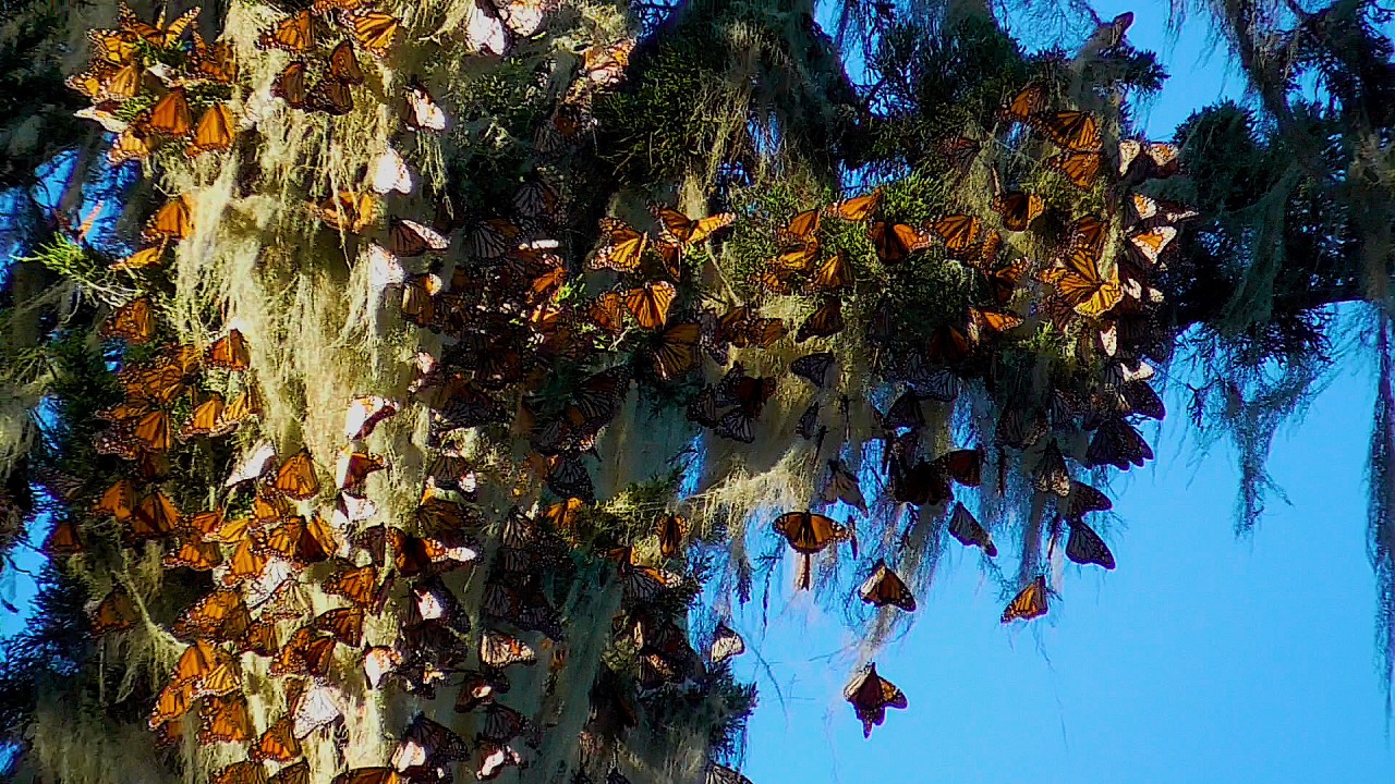 monarchs overwintering