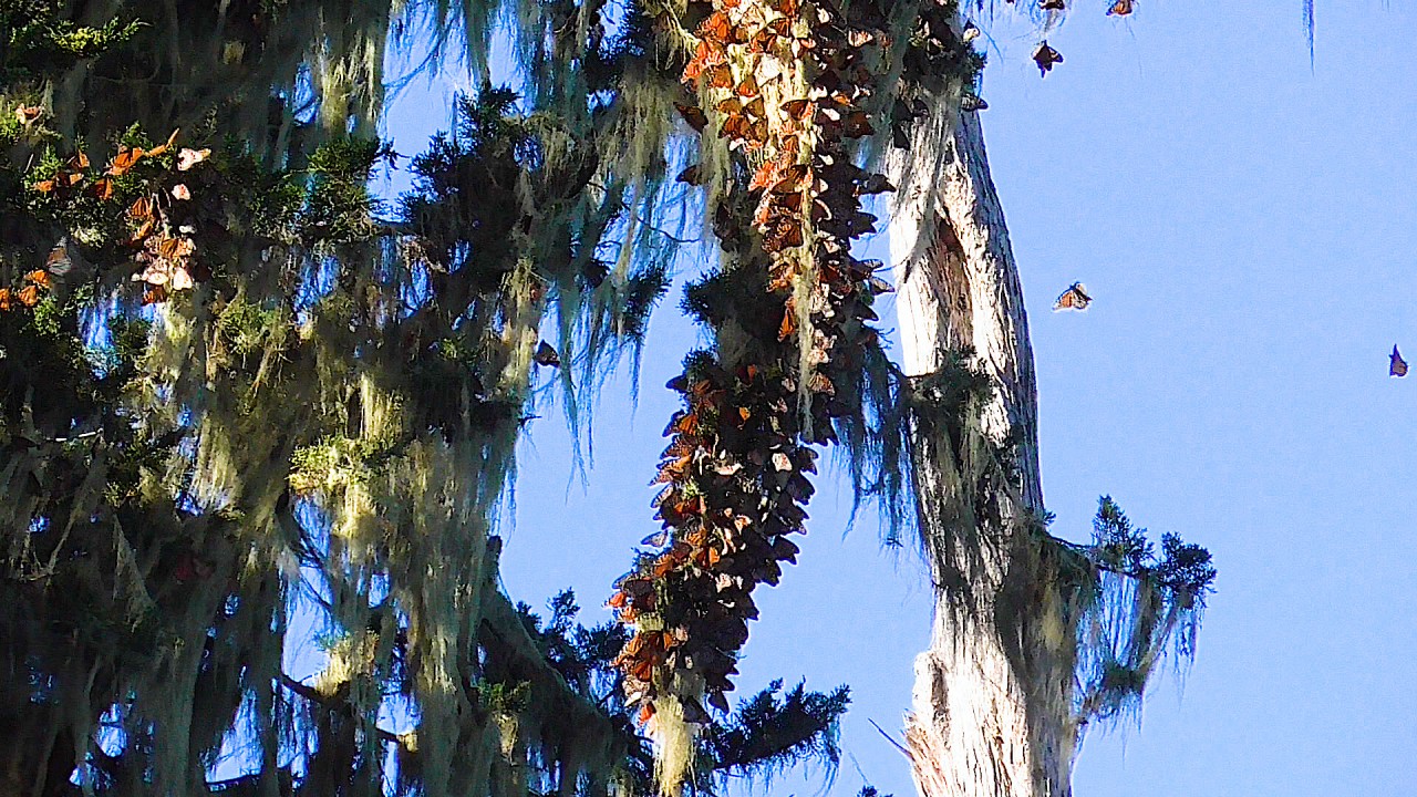 monarchs overwinter