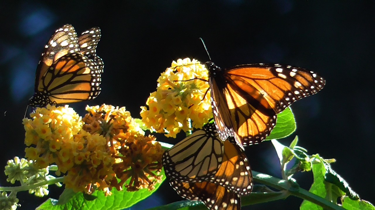 monarchs overwintering