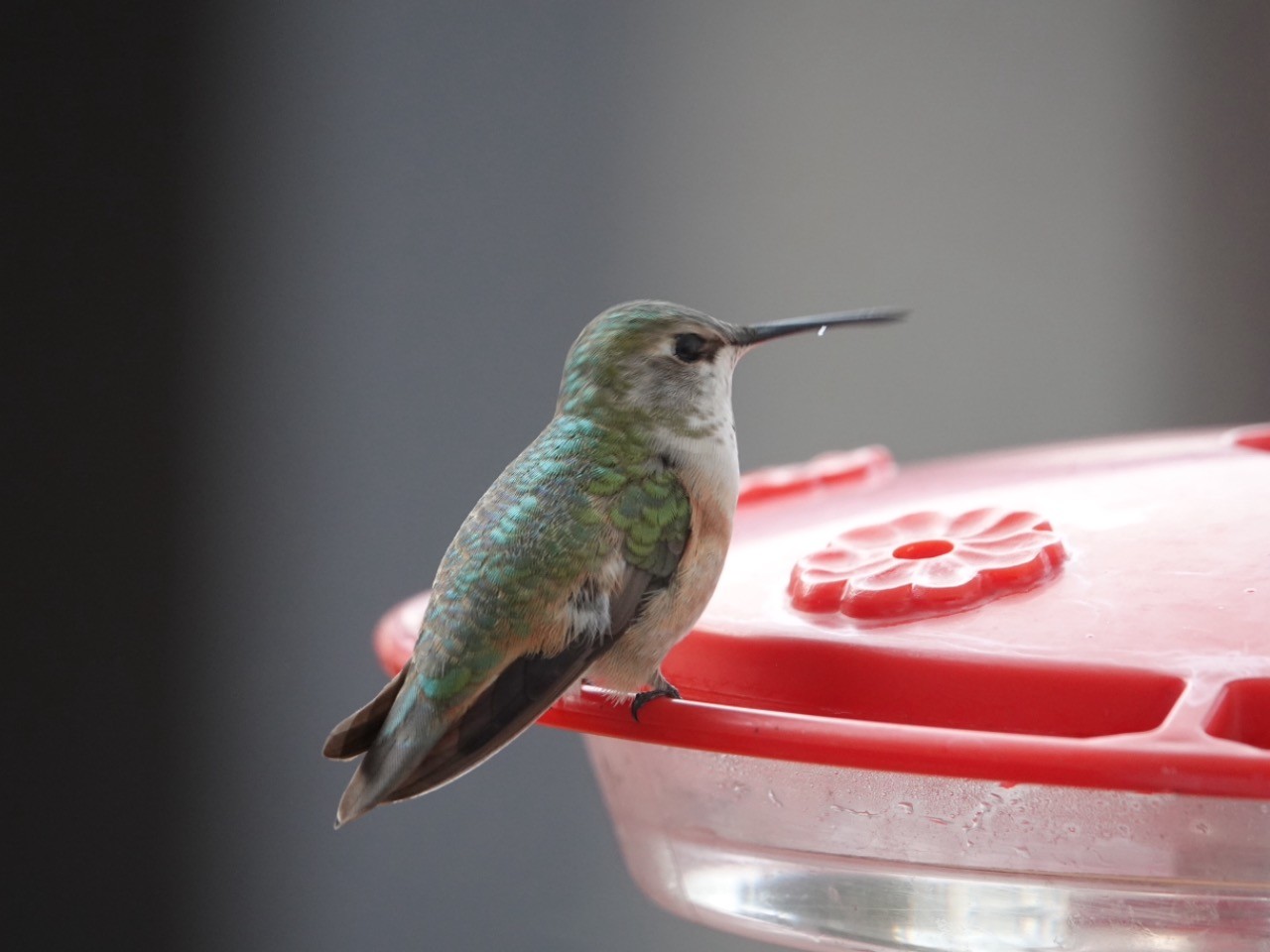 hummingbird at a feeder