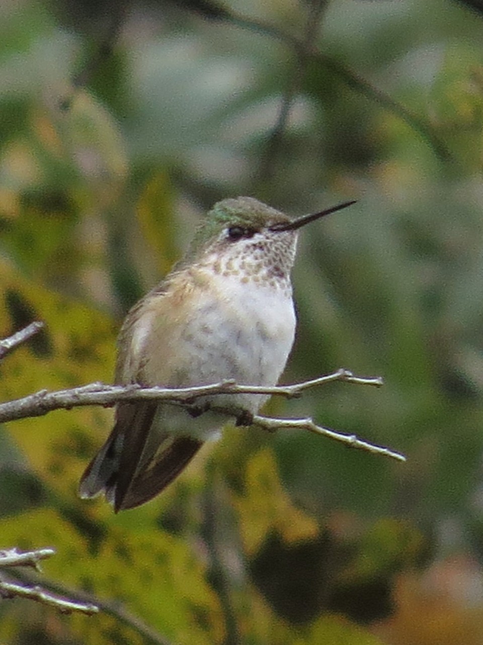 Calliope hummingbird perching on a branch.