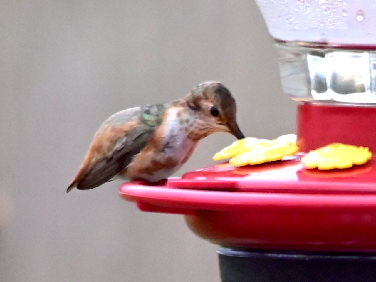 Allen’s hummingbird