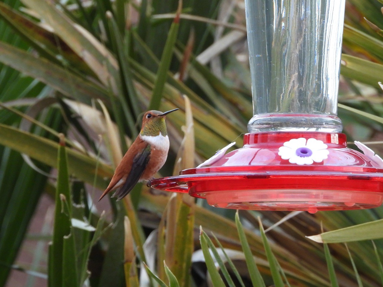 male Rufous hummingbird at feeder