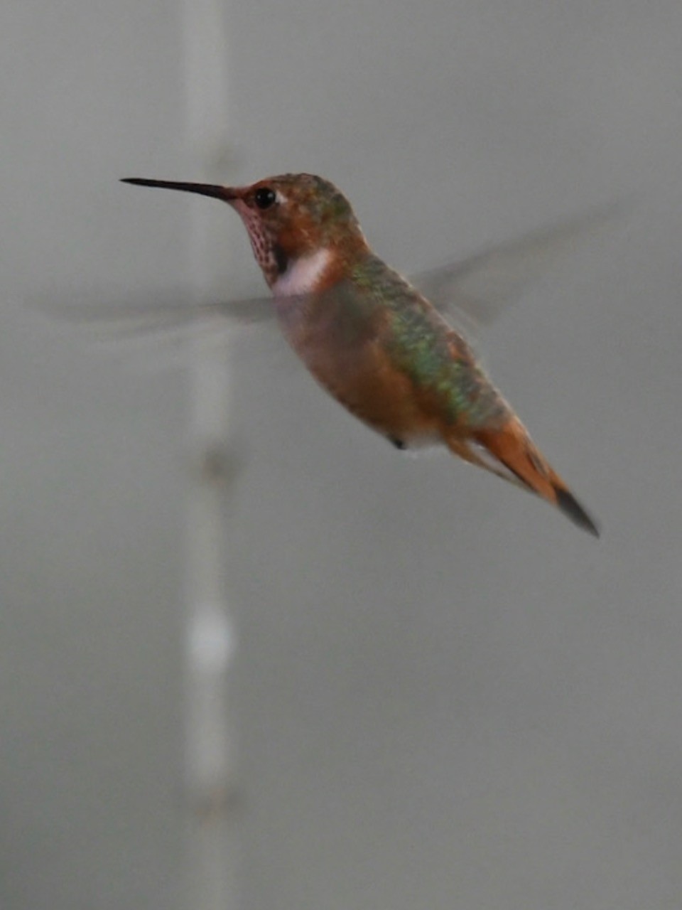 A juvenile male Rufous hummingbird flying.