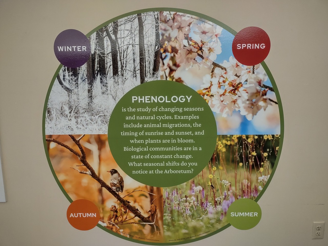 what is phenology poster