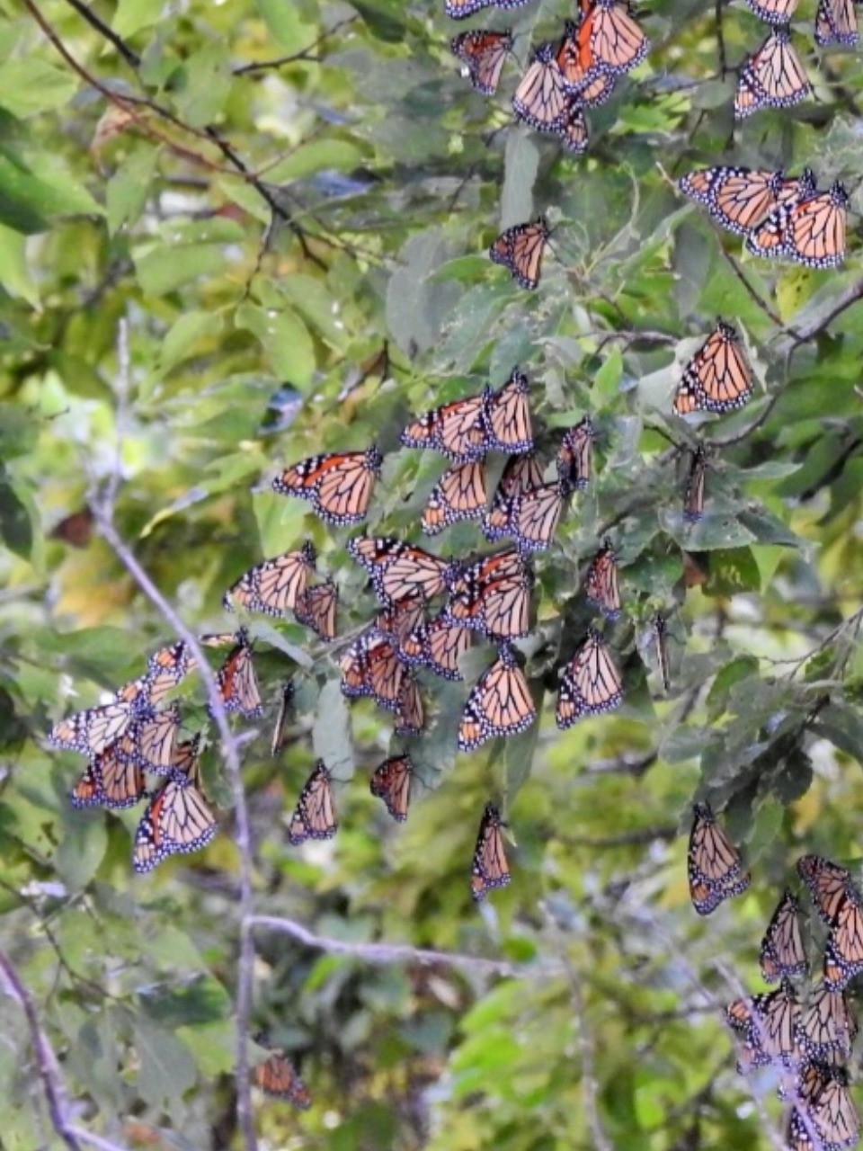 monarch roosts