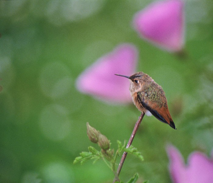 Allen's Hummingbird (Selasphours sasin)