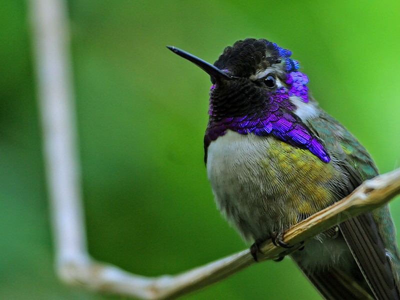 Costa's Hummingbird (Calypte costae)