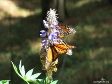 Monarch Butterflies flying from winter sanctuaries in Mexico.