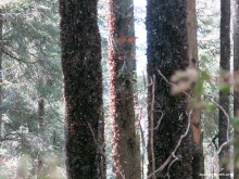 Monarch Butterflies flying from winter sanctuaries in Mexico.