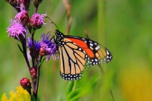 Monarch Butterflies nectaring from Blazing Stars