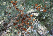 Picture of monarch butterflies roosting in trees in South Dakota during fall migration.