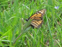 Image of Monarch Butterfly Laying Eggs