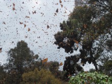 Image of monarch butterflies flying at sanctuary in Mexico