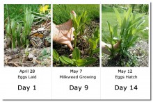 Image of monarch butterfly laying eggs on tiny, newly emerged milkweed.