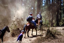 Monarch Butterflies can be hurt by dust at winter sanctuaries in Mexico.