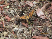 Image of monarch butterfly laying eggs on tiny, newly emerged milkweed.