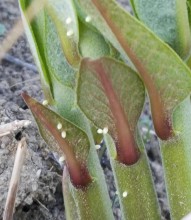 Image of monarch butterfly eggs on tiny, newly emerged milkweed.