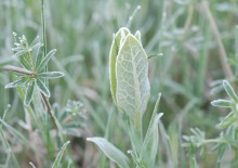 Image of milkweed with frost