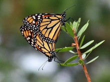 Image of monarch butterflies mating