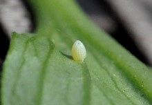 Image of a Monarch Butterfly Egg