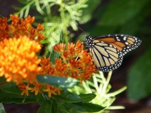 Image of Monarch Butterfly Necaring on Milkweed