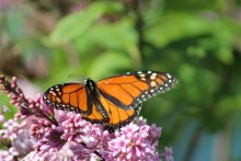 Image of Monarch Butterfly Necaring on Lilacs