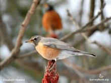 Image of a female robin with a male in the background