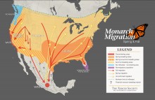 Maps showing range of milkweed and monarch migration