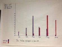 Photo of graph of tulip emerge dates