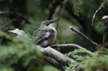 Photo of perched hummingbird resting and digesting