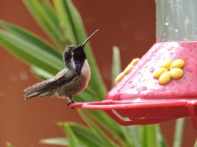 Photo of a male Costa's hummingbird at the feeder