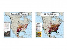 Comparative fall monarch butterfly migration maps